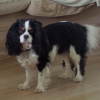 Photo de l'animal n°34867