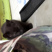 Photo #258000 de gribouille