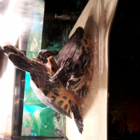 Photo #258029 de gus gus et higgins