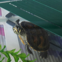Photo #258030 de gus gus et higgins