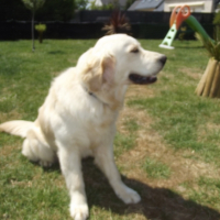 Photo #258149 de IGOR