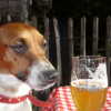 Photo de l'animal n°34972