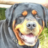 Photo de l'animal n°34976