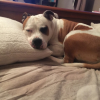 Photo #258188 de Enya 