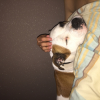 Photo #258189 de Enya 