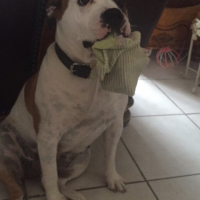 Photo #258190 de Enya 
