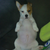 Photo de l'animal n°34980