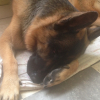Photo de l'animal n°34979