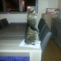 Photo #258234 de Tigrou