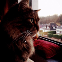 Photo #258237 de Tigrou