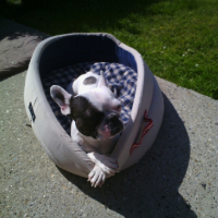 Photo #258269 de fly