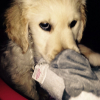 Photo de l'animal n°35012