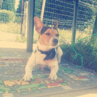 Photo #258317 de pongo