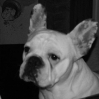 Photo #258341 de Deacon