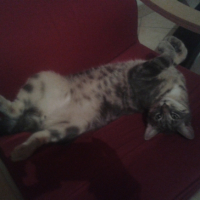 Photo de l'animal n°35022