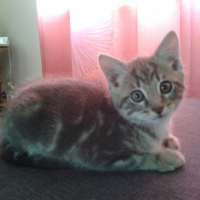 Photo de l'animal n°35022