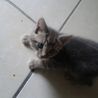 Photo de l'animal n°35022