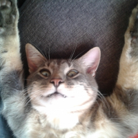 Photo #258349 de Anakin