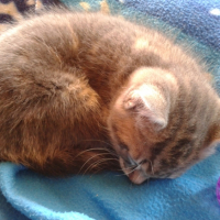 Photo #258350 de Anakin