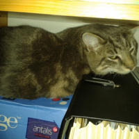 Photo #258351 de Anakin