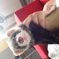 Photo #258354 de Bout'chou
