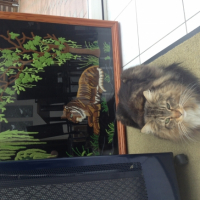 Photo #258363 de Gizmo