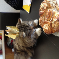 Photo #258364 de Gizmo
