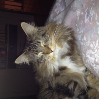 Photo #258365 de Gizmo