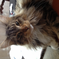 Photo #258366 de Gizmo