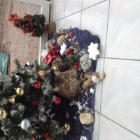 Photo #258367 de Gizmo
