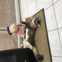 Photo #258368 de Gizmo