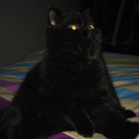 Photo de l'animal n°35106