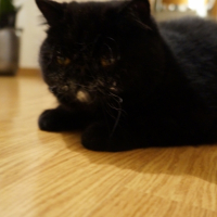 Photo de l'animal n°35106