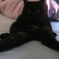Photo #258506 de Jasper
