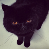 Photo #258507 de Jasper