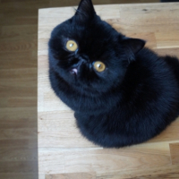 Photo #258508 de Jasper