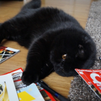 Photo #258510 de Jasper