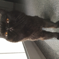 Photo #258511 de Jasper