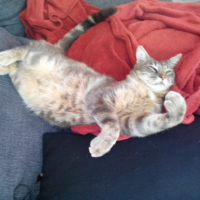 Photo #258514 de Anakin