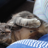 Photo #258527 de Anakin