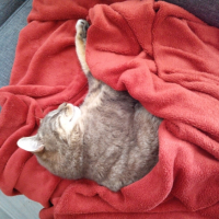 Photo #258532 de Anakin