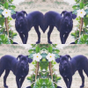 Photo de l'animal n°35133