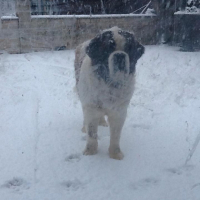 Photo #258564 de Baloo