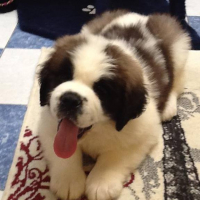 Photo #258569 de Baloo