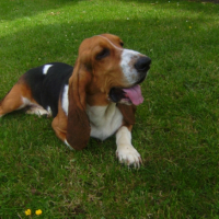 Photo #258624 de rocco 