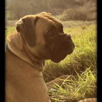 Photo #258626 de Django