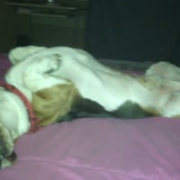 Photo #258630 de rocco 