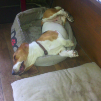 Photo #258631 de rocco 