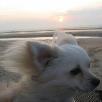 Photo #258680 de gucci