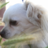 Photo #258687 de gucci